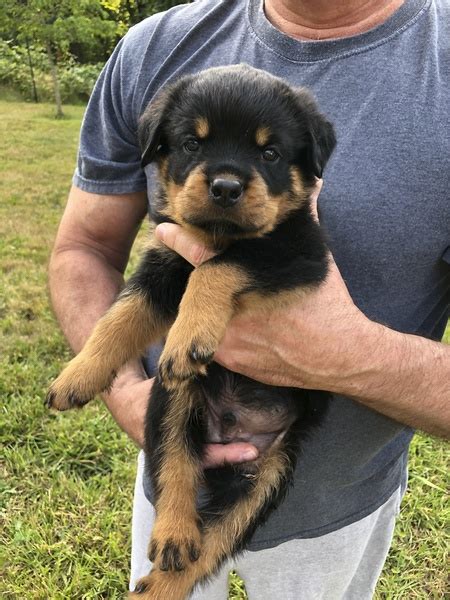 Our owners are Veterinarian Technicians. . Rottweiler puppies for sale seattle